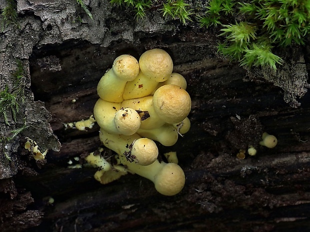 strapcovka zväzkovitá Hypholoma fasciculare (Huds.) P. Kumm.