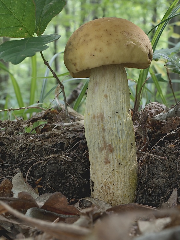 kozák žltopórový Leccinellum crocipodium (Letell.) Della Maggiora & Trassinelli