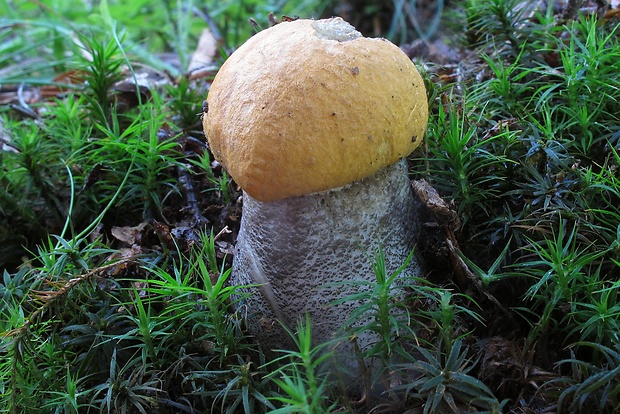 kozák žltooranžový Leccinum versipelle (Fr. & Hök) Snell