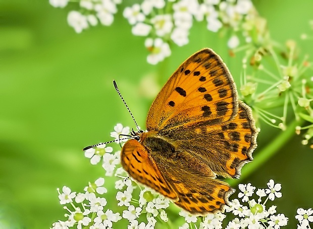 ohniváčik zlatobyľový Lycaena virgaureae ♀