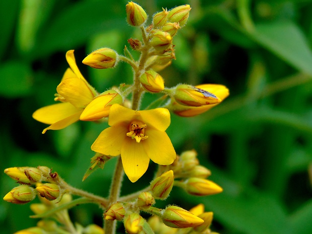 čerkáč obyčajný Lysimachia vulgaris L.