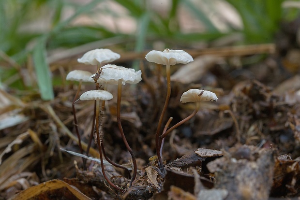 tanečnica golieriková Marasmius rotula (Scop.) Fr.