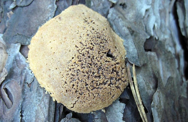 slizovka Myxomycetes