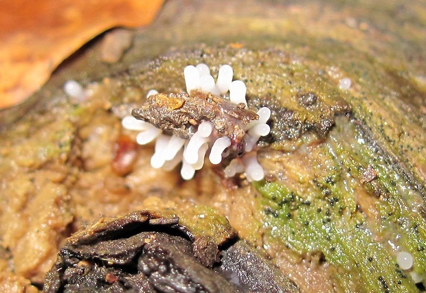 slizovka Myxomycetes