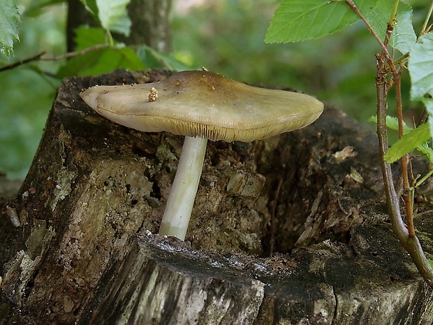 štítovka Pluteus sp.