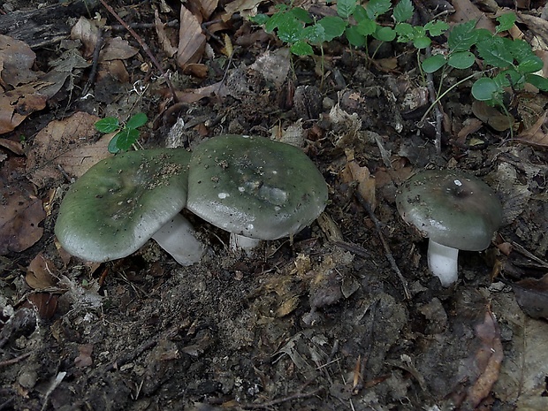 plávka trávovozelená Russula aeruginea Lindbl. ex Fr.