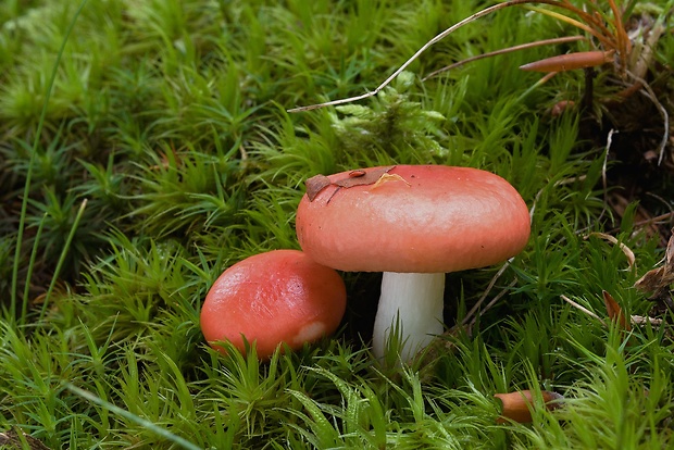 plávka Russula sp.