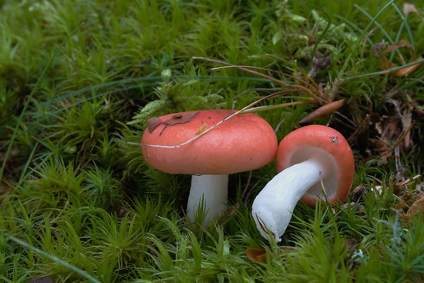 plávka Russula sp.