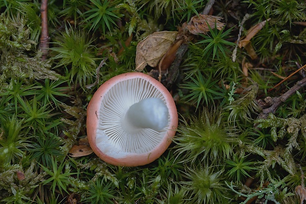 plávka Russula sp.