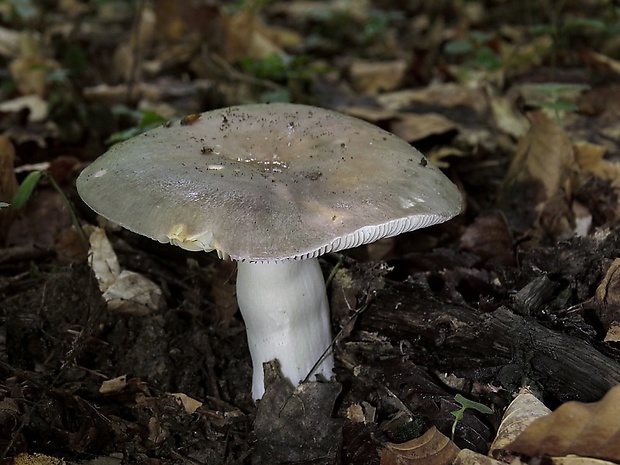 plávka Russula sp.