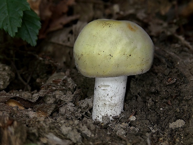 plávka fialovohlúbiková Russula violeipes Quél.