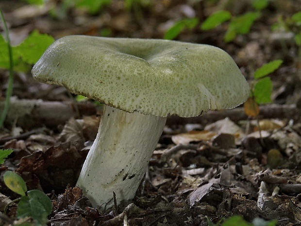 plávka zelenkastá Russula virescens (Schaeff.) Fr.