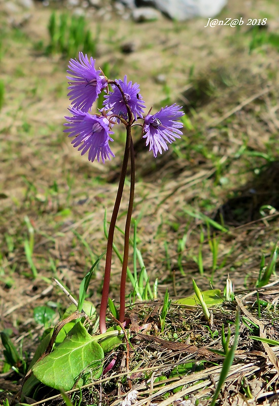 soldanelka Soldanella alpina L.