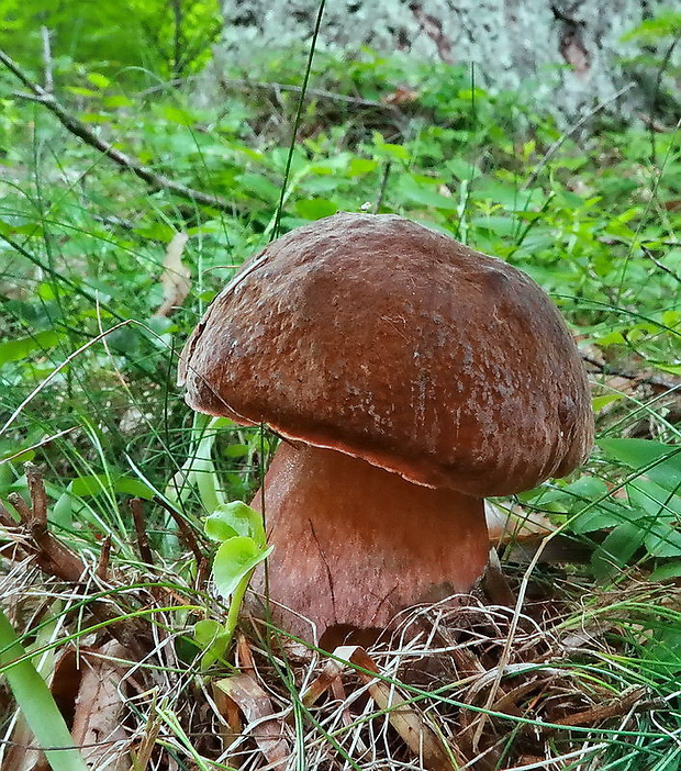 hríb zrnitohlúbikový Sutorius luridiformis (Rostk.) G. Wu & Zhu L. Yang