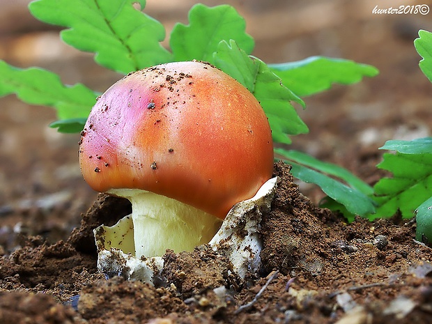 muchotrávka cisárska Amanita caesarea (Scop.) Pers.