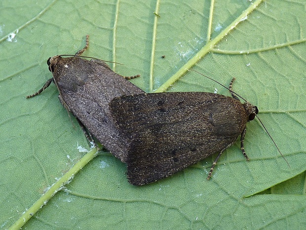 blyšťavka obyčajná Amphipyra tragopogonis