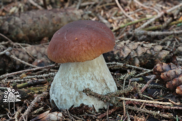 hríb smrekový Boletus edulis Bull.