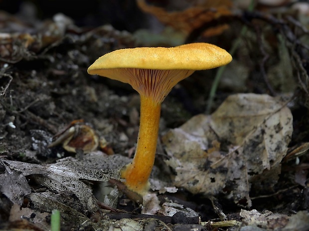 líška oranžová Hygrophoropsis aurantiaca (Wulfen) Maire