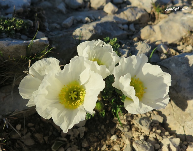 mak Papaver ernesti-mayeri (Markgr.) Wraber