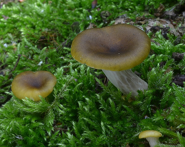 hliva lievikovitá citrónová Pleurotus citrinopileatus (Singer) Ohira