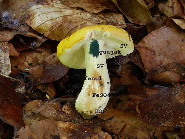 plávka zlatožltá Russula aurea Pers.