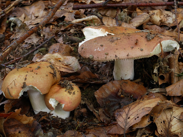 plávka statná Russula faginea Romagn. ex Romagn.