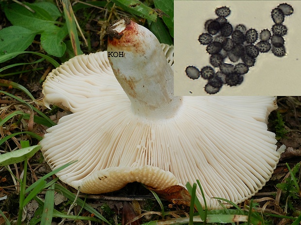 plávka vráskavá Russula pectinatoides Peck