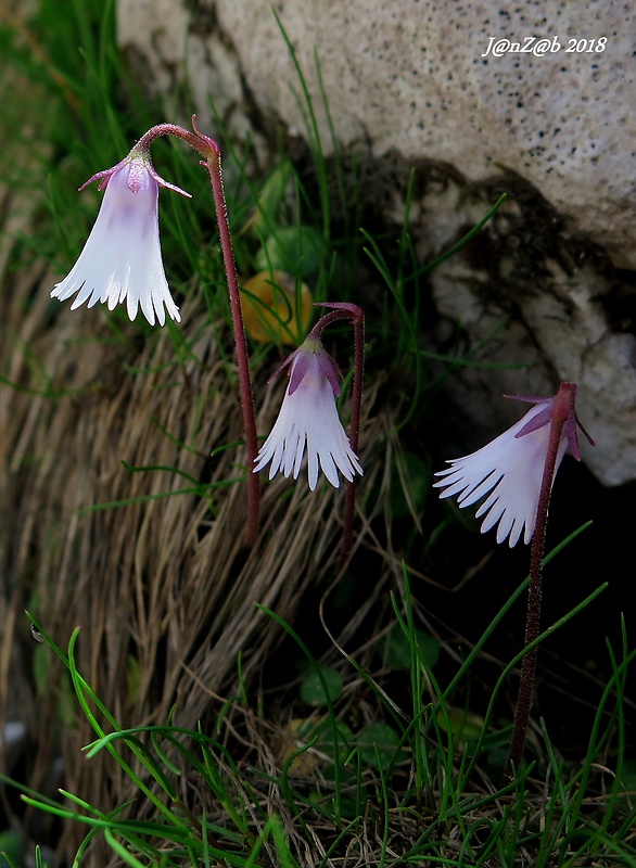 soldanelka Soldanella minima Hoppe