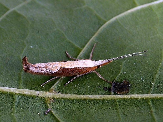 molička kosákovitá Ypsolopha dentella