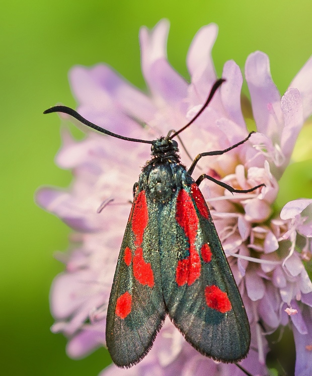 vretienka hrachorová Zygaena osterodensis