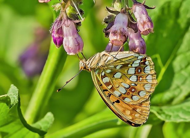 perlovec fialkový Argynnis adippe