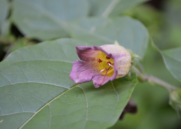 ľuľkovec zlomocný Atropa bella-donna L.