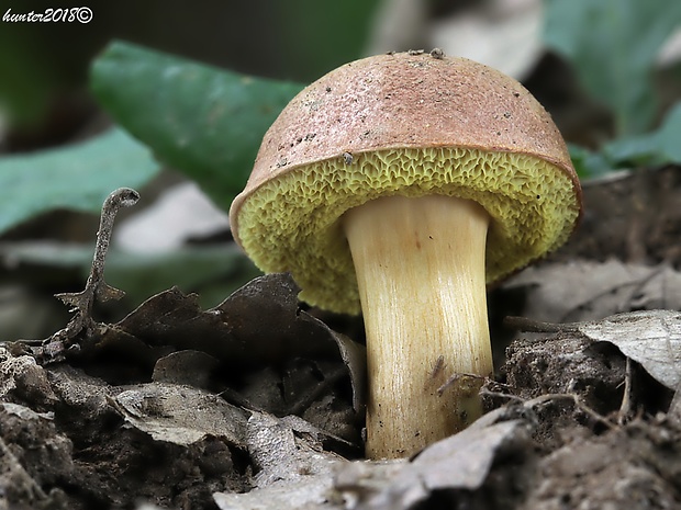 suchohríb moravský Aureoboletus moravicus (Vaček) Klofac