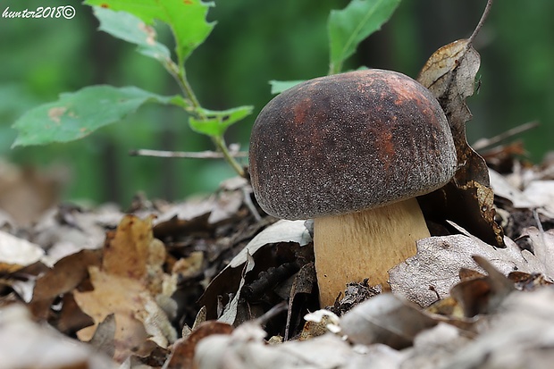 hríb bronzový Boletus aereus Bull. ex Fr.