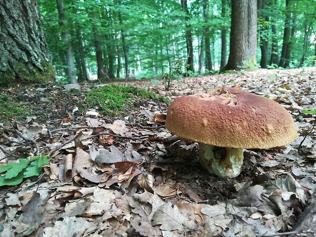 hríb sosnový Boletus pinophilus Pil. et Dermek in Pil.