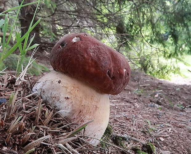 hríb sosnový Boletus pinophilus Pil. et Dermek in Pil.