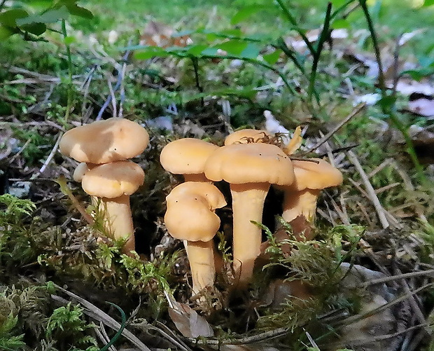 kuriatko jedlé Cantharellus cibarius Fr.