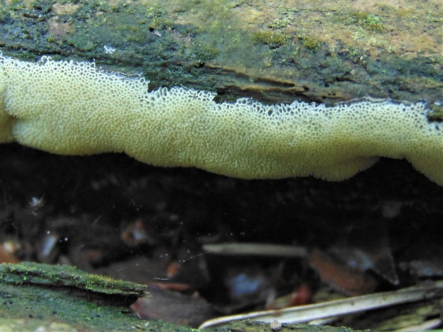 rohačka kríčkovitá v. pórovitá Ceratiomyxa fruticulosa var. porioides