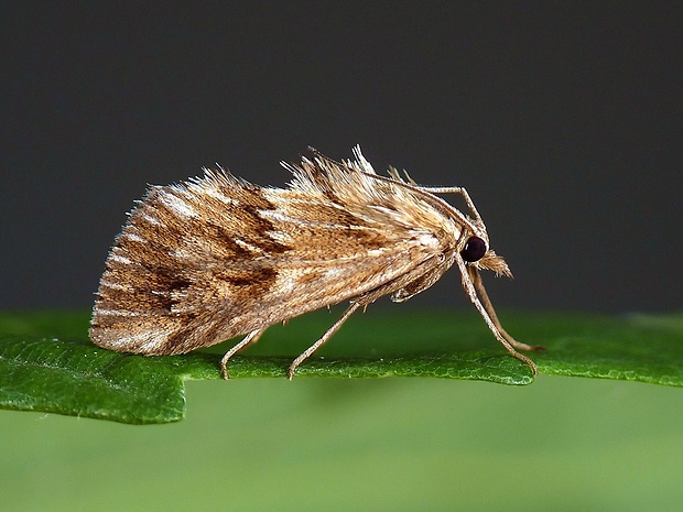 vijačka zúbkovitá Cynaeda dentalis