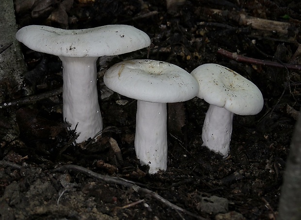 rýdzik korenistý Lactarius piperatus (L.) Pers.