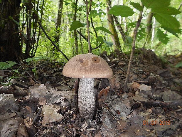 kozák topoľový Leccinum duriusculum (Schulzer ex Kalchbr.) Singer