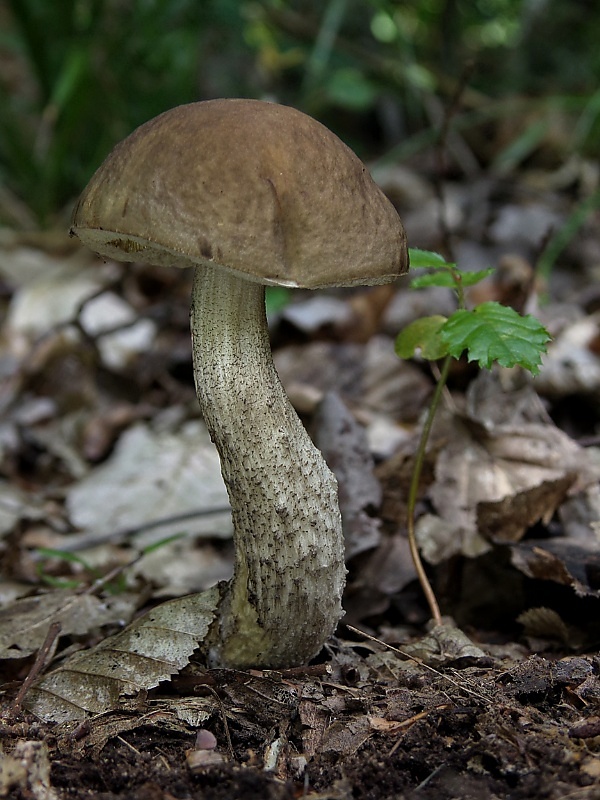 kozák hrabový Leccinum pseudoscabrum (Kallenb.) Šutara