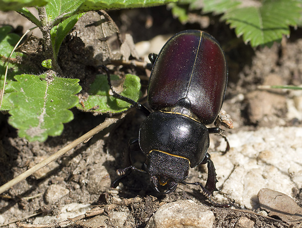 roháč veľký Lucanus cervus