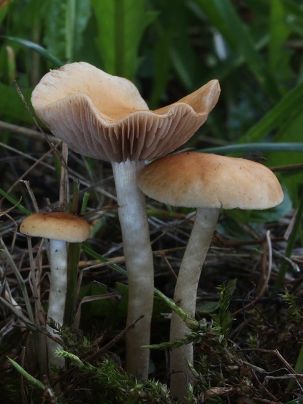 golierovka okrovožltá Protostropharia luteonitens (Fr.) Redhead