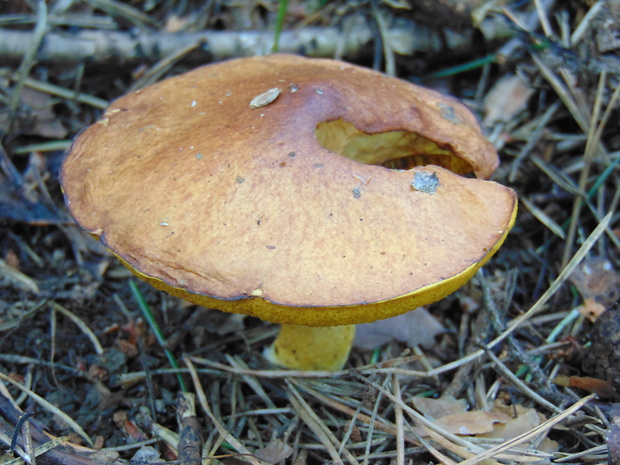 masliak zrnitý Suillus granulatus (L.) Roussel