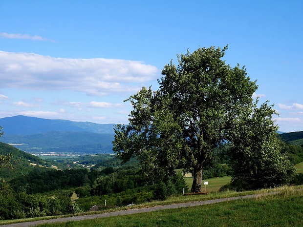 Zabudišová miestna časť obce Bošáca - strom roka 2015 (Hruška ružová)