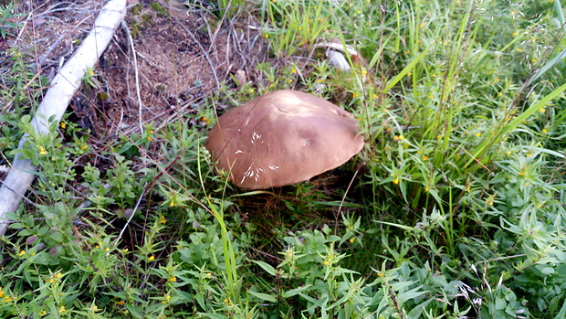 hríb smrekový Boletus edulis Bull.