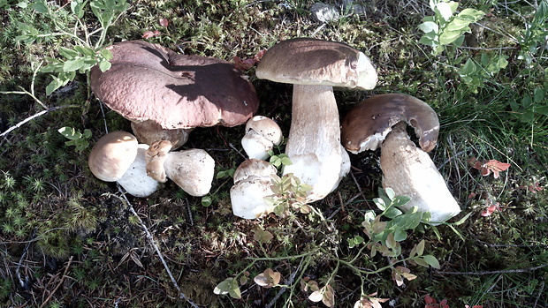 hríb smrekový Boletus edulis Bull.