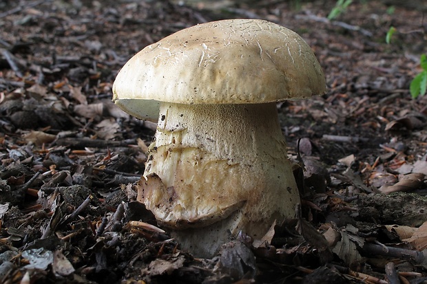 hríb dubový Boletus reticulatus Schaeff.