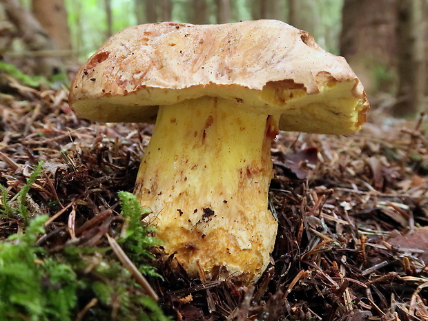 hríb horský Butyriboletus subappendiculatus (Dermek, Lazebn. & J. Veselský) D. Arora & J.L. Frank